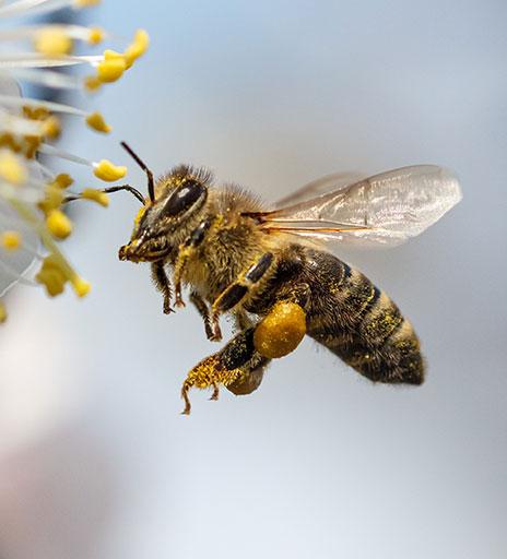 beebottom2