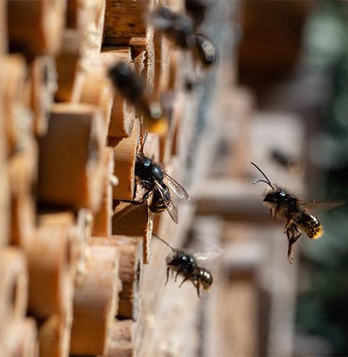home-bees-first